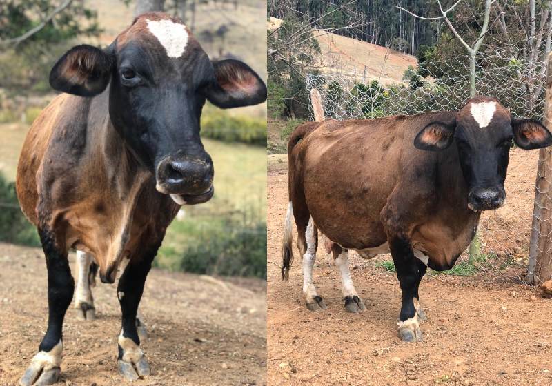 Internautas que ajudam a salvar a vaca e o bezerro vão poder escolher os nomes dos dois - Fotos: Patrícia Varela