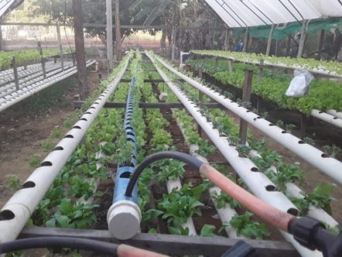 Sistema hidropônico - Foto: arquivo pessoal