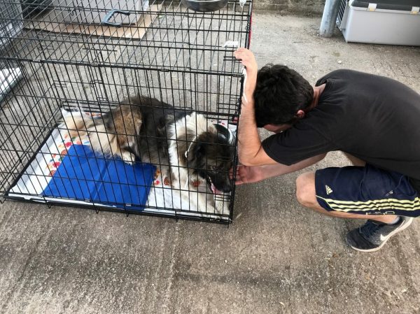 Voluntário com cachorro ferido resgatado - Foto: AFP