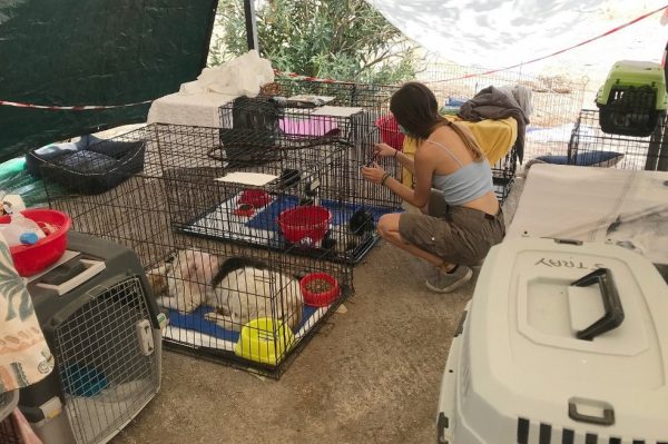 Voluntária cuida dos animais resgatados na Grécia - Foto: AFP