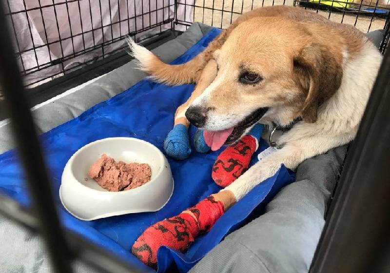 Cachorro com patas feridas em incêndio foi levado para abrigo em Atenas, na Grécia - Foto: AFP