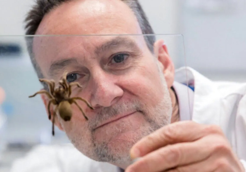 Veneno de uma das aranhas mais perigosas do mundo pode salvar vidas, diz pesquisa - Foto: Victor Chang Institute