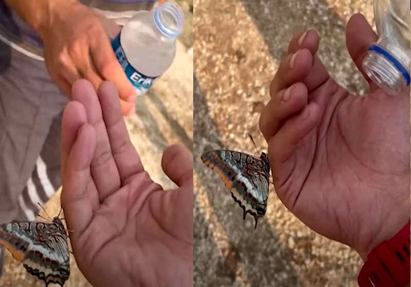 A borboleta com sede bebe na mão de voluntário no sul da Turquia Foto: reprodução YouTube