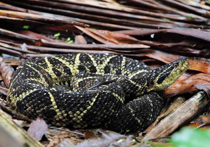 Cientistas da Unesp identificaram um veneno na cobra jararacuçú, capaz de conter a reprodução do novo coronavírus - Foto: Miguel Nema - Parque Estadual Serra do Mar