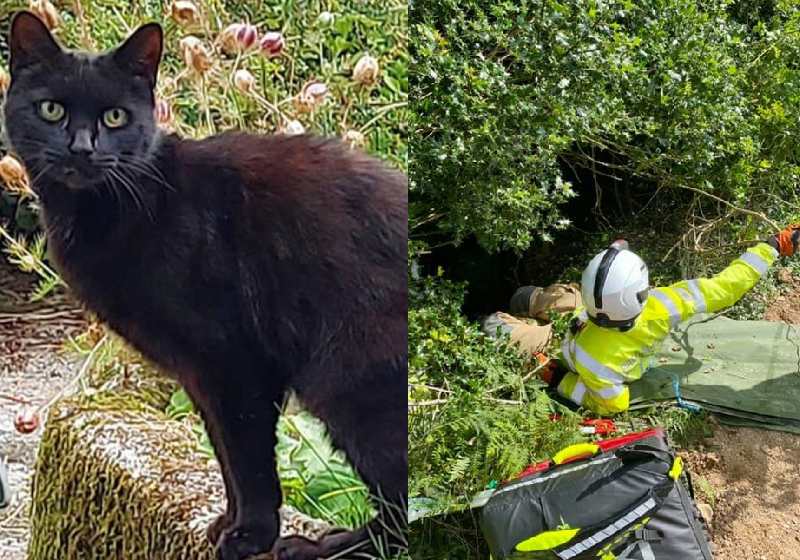 A gata Piran não parou de miar até que chegasse socorro para a dona, que caiu num barranco - Fotos: reprodução / Facebook