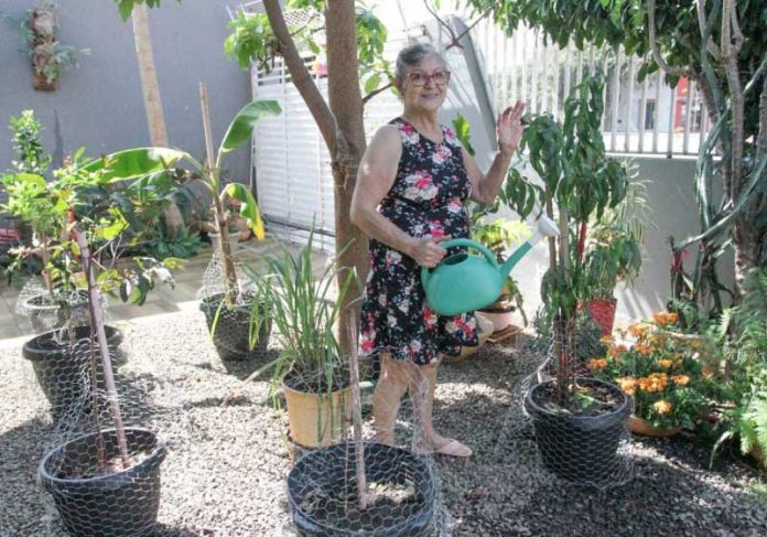 Dona Elvecy cultiva árvores frutíferas para vizinhos pegarem à vontade - Foto; Marcos Maluf