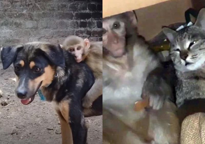 MACACOS E OS ANIMAIS MAIS ENGRAÇADOS - CÃES E GATOS 2021