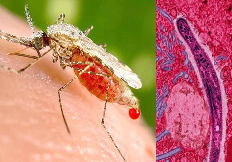 O remédio anticâncer mostrou eficácia de 100% contra malária após 3 dias de uso - Foto: reprodução