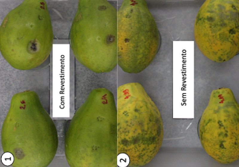 Amadurecimento dos alimentos pode se prolongar por até 23 dias - Foto: UFC