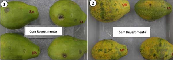Fruta conservada com e sem revestimento - Foto: UFC/Reprodução