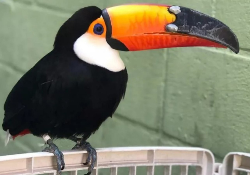 Tucano ganha bico de resina, impresso em 3D, após ataque de onça - Foto: reprodução
