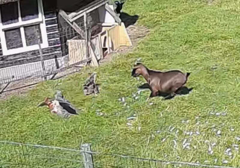 Galo e bode heróis. Eles salvaram a galinha do ataque de um gavião - Foto: reprodução