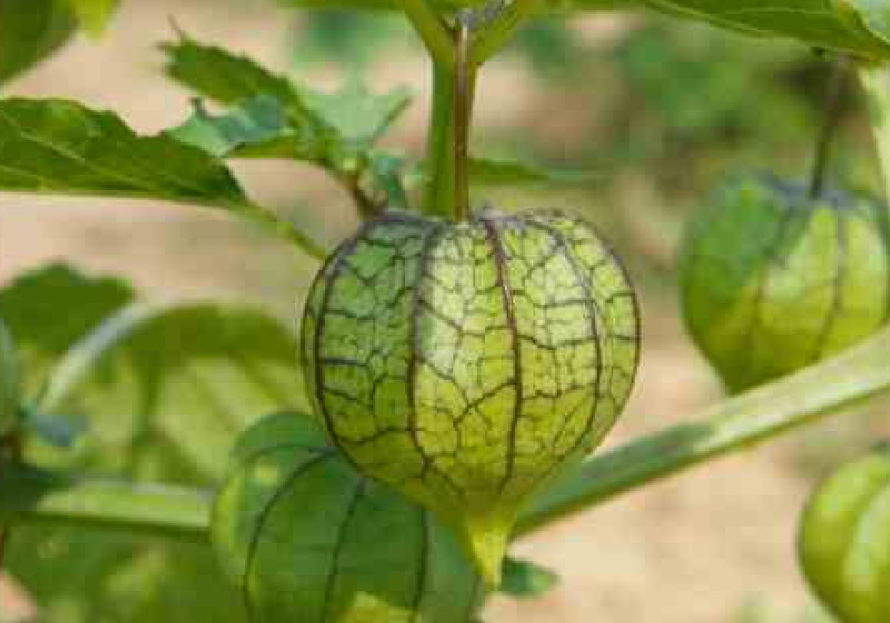 Cientistas descobrem substância no Camapu que pode tratar Alzheimer e Parkinson - Foto: reprodução