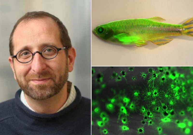Um peixe-zebra com câncer marcado com proteína fluorescente verde é a peça-chave do estudo do Dr. R. White - Foto: mskcc.org
