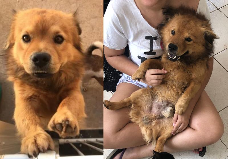 O Nico fugiu do pet shop em Brasília e só foi encontrado 8 dias depois nas ruas - Fotos: arquivo pessoal