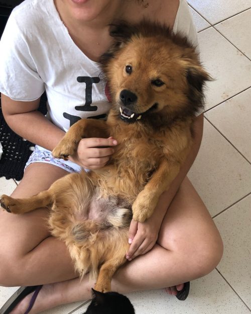 O Nico em casa no colo da Catarina - Foto: arquivo pessoal