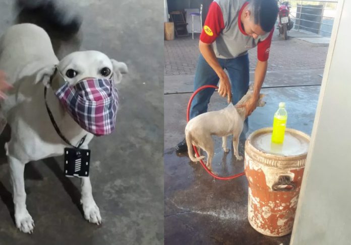 Branquinho é o cão abandonado que foi adotado por funcionários do posto no MT - Foto: arquivo pessoal