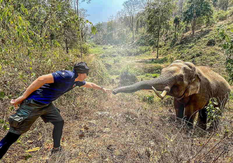elefante selvagem reconheceu o veterinário que o tratou 12 anos atrás em um momento emocionante registrado pela câmera. Foto: Pattarapol Maneeon