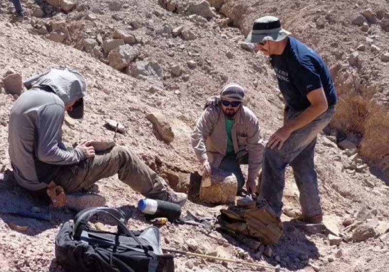 Cientistas encontram restos fósseis de pterossauro pela primeira vez no Chile - Foto: Universidad de Chile / AFP
