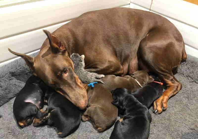 O cão Doberman amamentando a gatinha Rose, de apenas 2 dias - Foto: Brittany Callan / Facebook