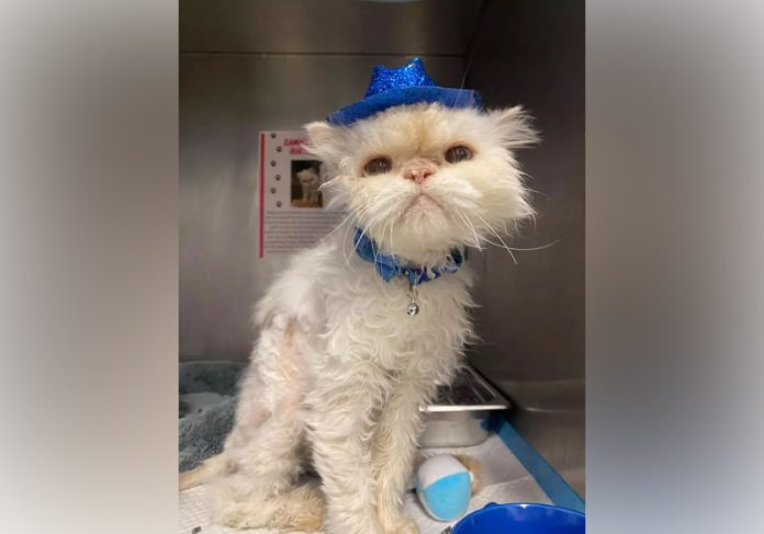 gato-idoso-capa2 Sammy esperou 19 anos para ser adotado e ganha uma família - Foto: Cincinnati Animal Care