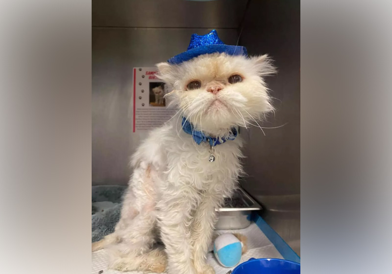 Sammy esperou 19 anos para ser adotado e ganha uma família - Foto: Cincinnati Animal Care
