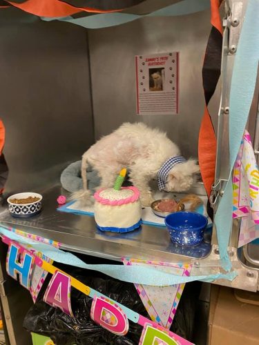 Festa do Sammy - Foto: Cincinnati Animal Care