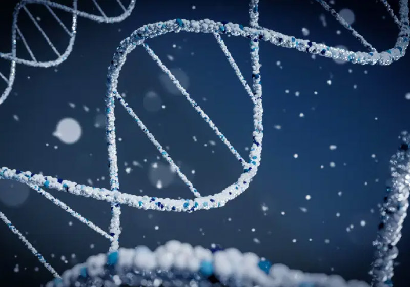 Dra. Mayana Zatz anunciou que um grupo de cientista consegui decifrar o genoma humano por completo - Foto: Braňo/Unsplash