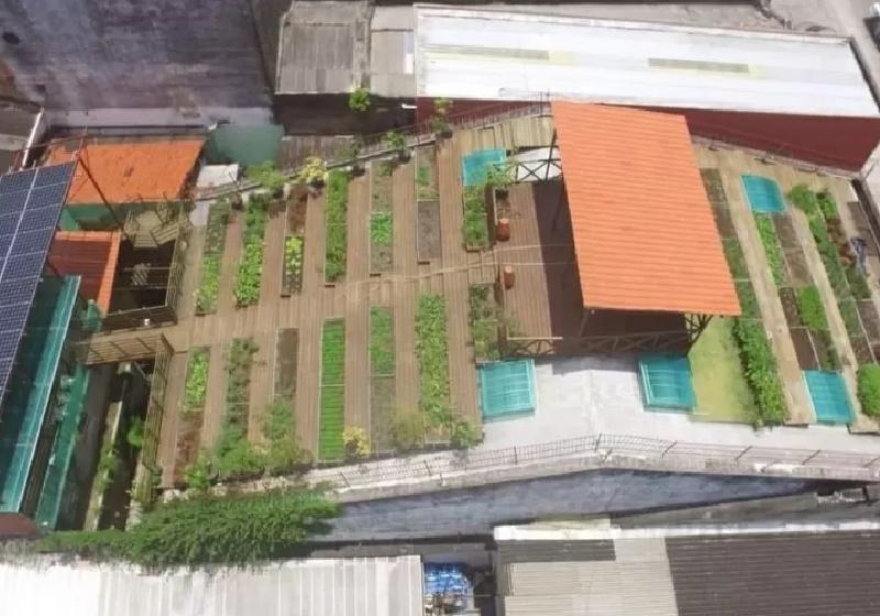A horta no telhado do casarão no Recife, criada em 2016, mata a fome de 500 pessoas na pandemia - Foto: Agência JCMazella