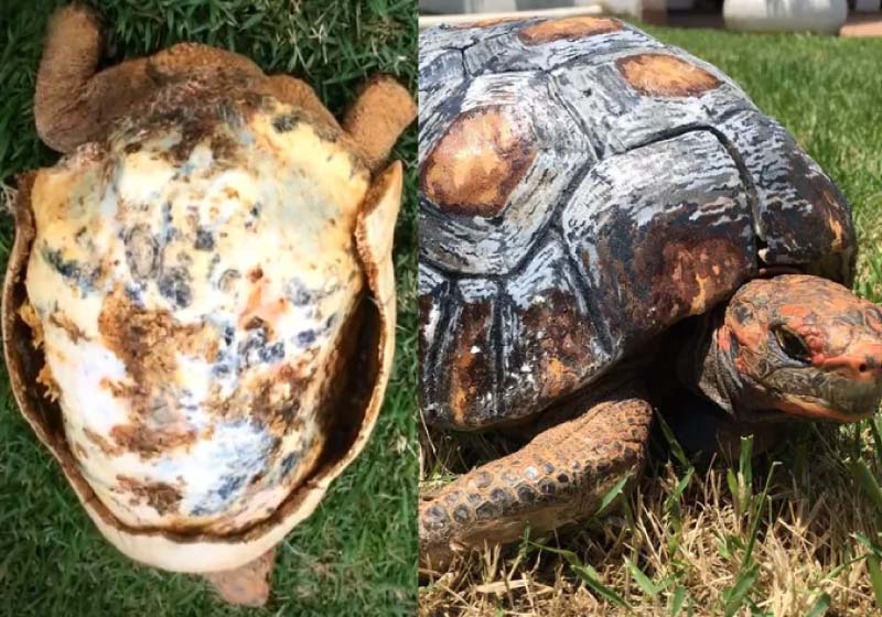 Fred perdeu o casco em um incêndio em 2015, mas ganhou uma nova proteção feita por designer 3D — Foto: Cícero Moraes/Arquivo pessoal