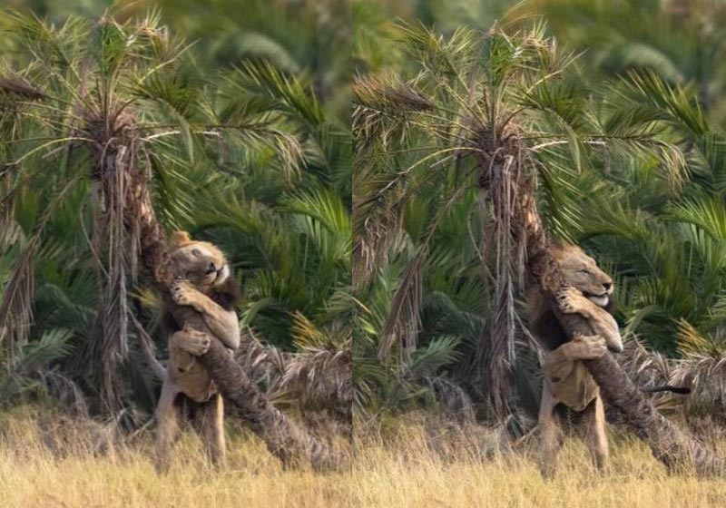 O leão abraçou a árvore, em uma cena inusitada - Foto: Julius Dadalti