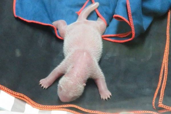Bebê de panda gigante - Foto: Reuters/Zoo de Madri