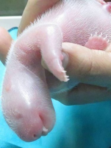 Bebê de panda gigante - Foto: Reuters/Zoo de Madri