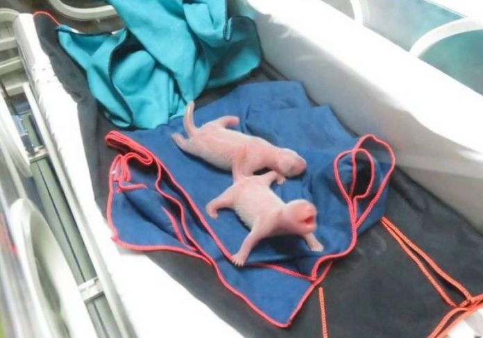 pandas-capa3 Bebês de panda gigante nasceram em zoológico de Madri - Foto: Reuters/Zoo de Madri