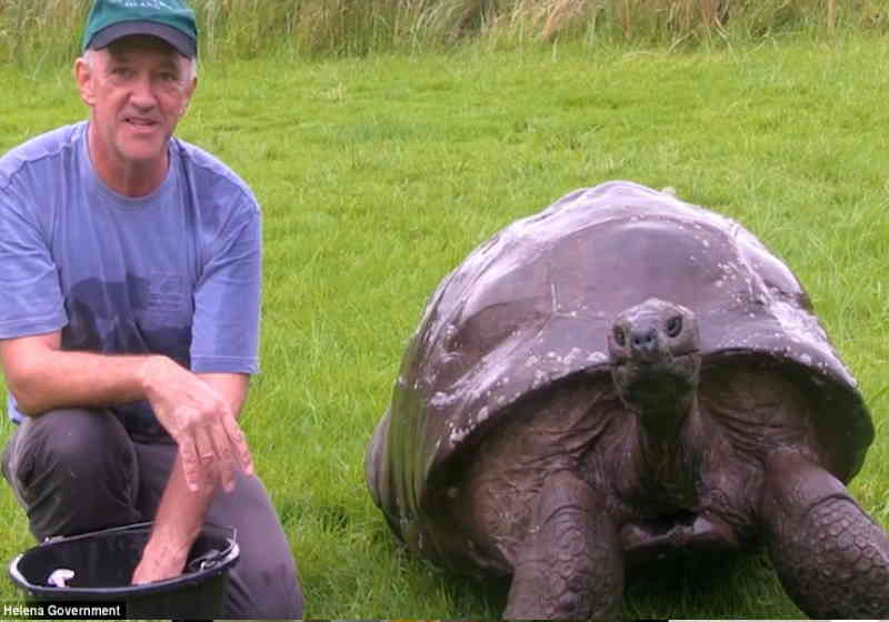 A tartaruga já viveu mais que a pessoa mais longeva registrada no mundo: a francesa Jeanne Calment de 122 anos. Foto: Sta Helena Government