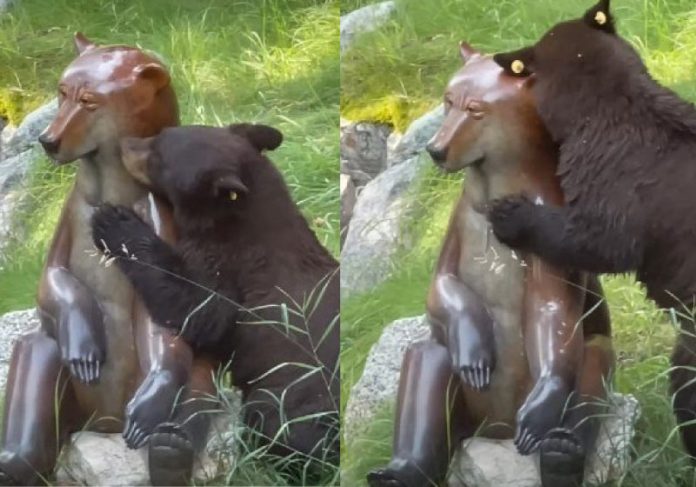 urso-estatua-capa Urso foi registrado em um momento de carícias com uma estátua, nos Estados Unidos - Foto: reprodução