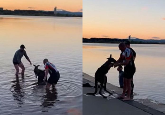 Canguru agradece capa O canguru agradeceu com a patinha ao homem que o salvou no lago frio - Fotos: reprodução / David Boyd / Facebook