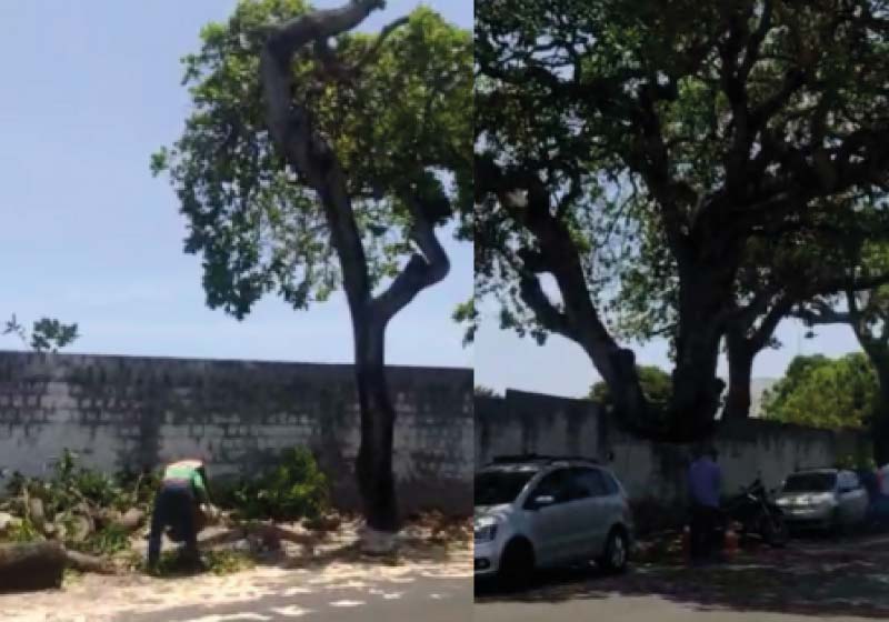 Os vizinhos impediram o corte de árvores centenárias - Foto: Gabriel Aguiar