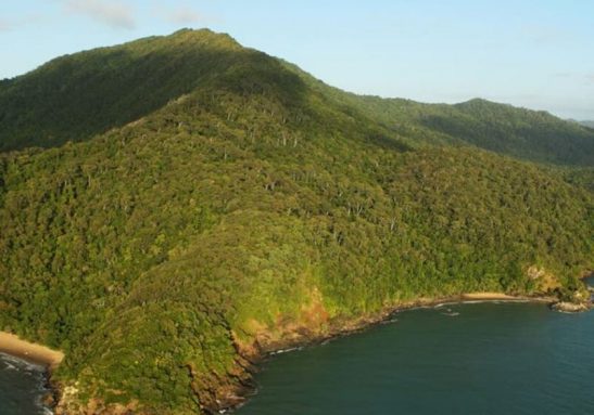 Acordo histórico marcou a entrega da floresta aos aborígenes, na Austrália - Foto: reprodução