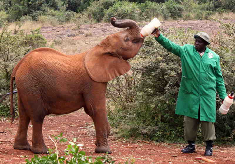A população de elefantes aumentou e houve um baby boom de nascimentos em 2020 - Foto: reprodução
