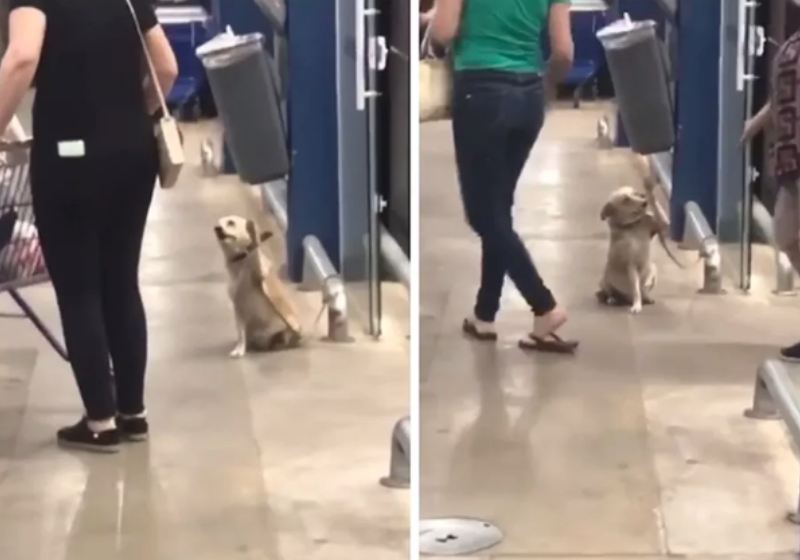 A "Agusta", que viralizou acenando para clientes de um supermercado foi resgatada à beira da morte em Catanduva - Fotos: reprodução / Letícia Américo