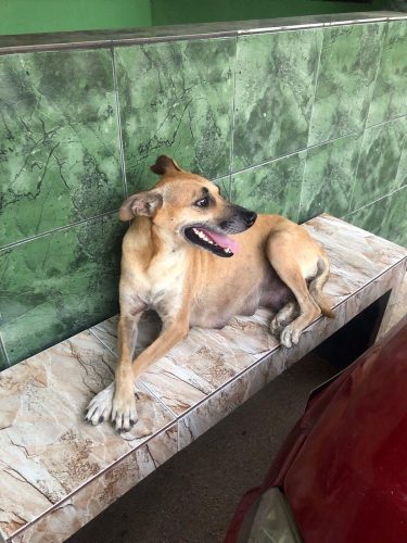 Cadela Pamela - Foto: Divulgação/Protetores de Quatro Patas