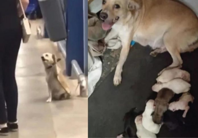 A cadelinha viralizou acenando para clientes em supermercado com seus 9 filhotinhos - Foto: arquivo pessoal