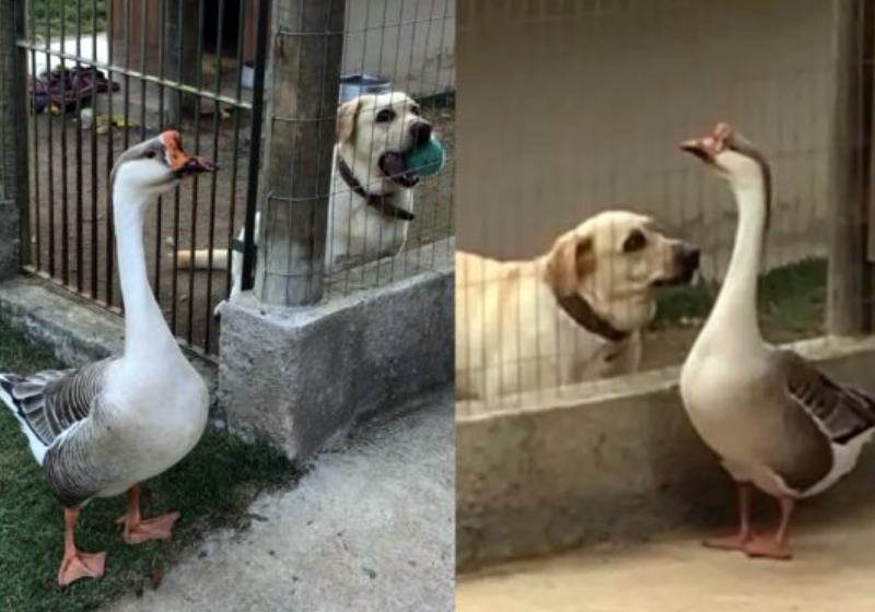 A amizade entre o cão cego Thor e o ganso tem chamado a atenção dos donos de um sítio, no ES - Fotos: reprodução