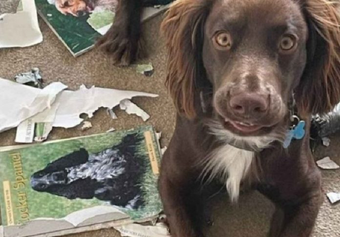 Como Treinar Seu Cachorro: cão destrói livro antes de o dono ler