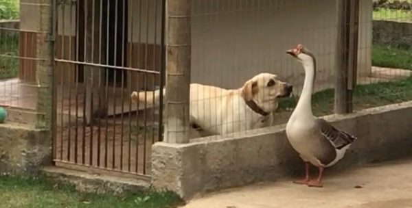 Thor e o amigo ganso - Foto: reprodução