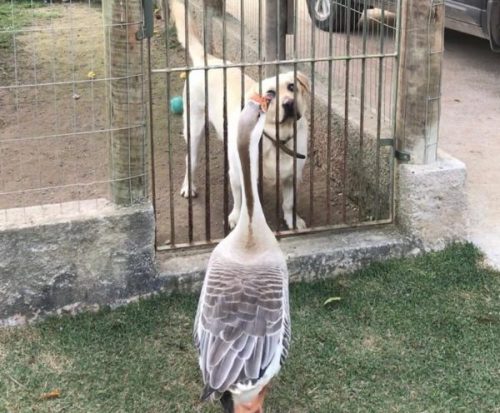 Thor e o ganso conversam todos os dias - Foto: arquivo pessoal
