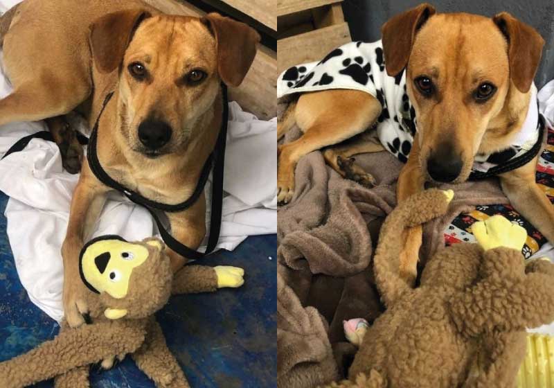 O cão caramelo entrou no hotel pedindo abrigo, mas ganhou também cama, roupas, carinho e brinquedos dos funcionários - Foto: Novotel Sorocaba