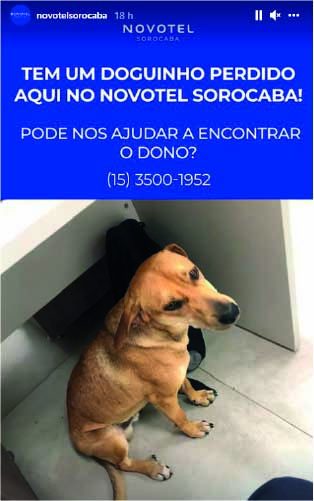 Hotel busca por família de Caramelo - Foto: reprodução instagram @novotelsorocaba