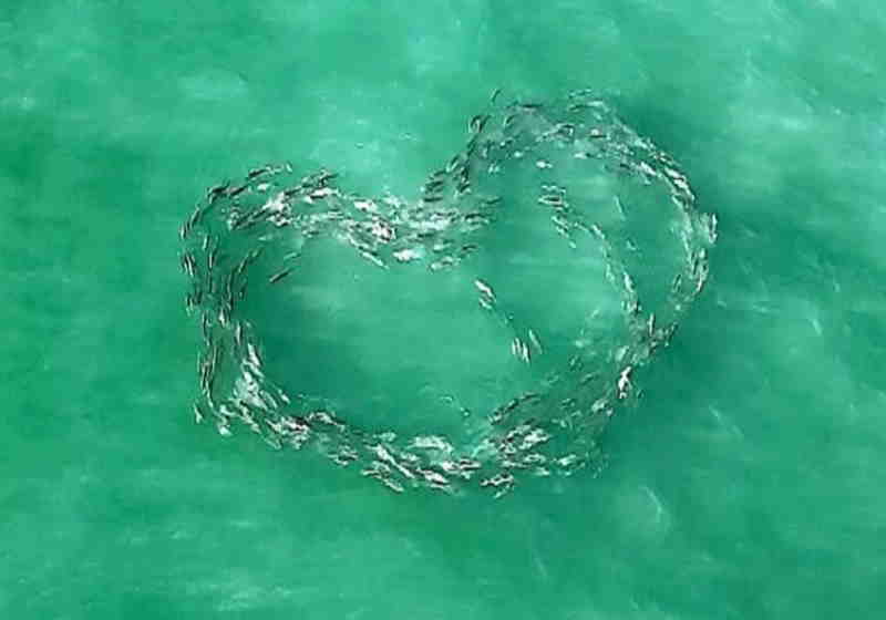 O dono de um restaurante na Flórida, EUA, registrou a imagem incrível de peixes formando um coração no mar - Foto: Paul Dabill / SWNS